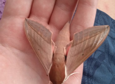 Theretra alecto (Levant Atmaca Güvesi) – Deniz, Çanakkale