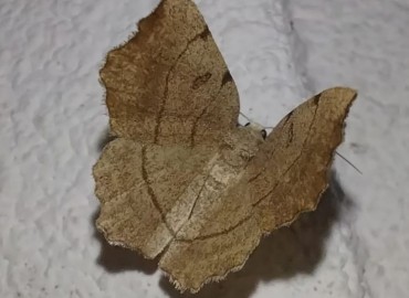 Eilicrinia trinotata (Üç Noktalı Ölçer Güvesi) – Asrın Akıncıoğlu, Kırklareli