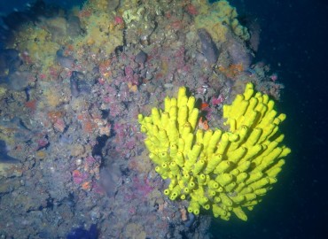 Aplysina cavernicola fotoğrafı 1
