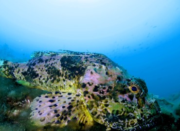 Scorpaena scrofa (Lipsoz, Lipsos, Adabeyi)