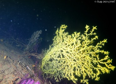 Savalia savaglia Savalia savaglia