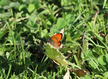 Lycaena ottomanus (Osmanlı ateşi) – Asrın Akıncıoğlu, Kırklareli