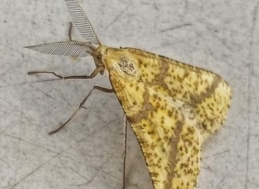 Aspitates ochrearia (Oker Geometridi) – Emine Yenisen, Çanakkale