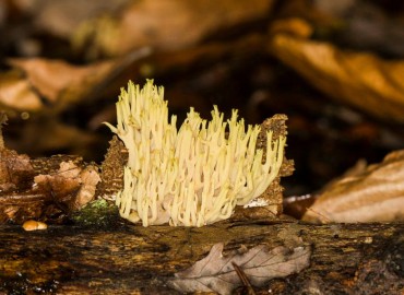 Artomyces pyxidatus