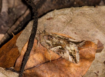 Autographa gamma (Gümüş Y) – Ahmet TAŞÇI, İstanbul