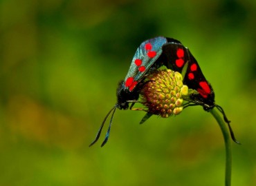 Zygaena filipendulae (Altı Benekli Ateş Kelebeği) – Ahmet TAŞÇI, İstanbul