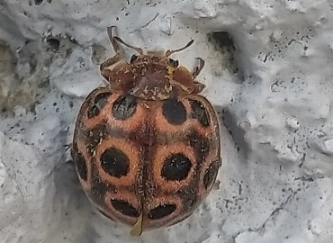 Chnootriba elaterii // Henosepilachna elaterii