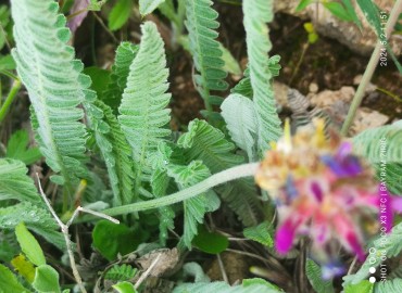 Astragalus homosus