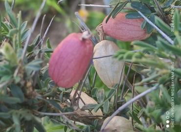 Astragalus sorcocola