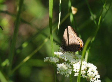 Satyrium pruni