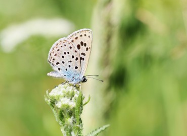 Phengaris arion (Linnaeus, 1758)  büyük korubeni