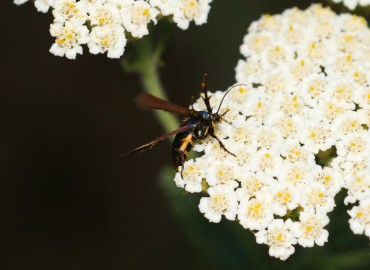 Negotinthia myrmosaeformis