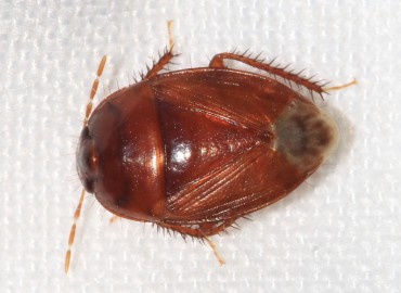 Macroscytus brunneus (Fabricius, 1803)