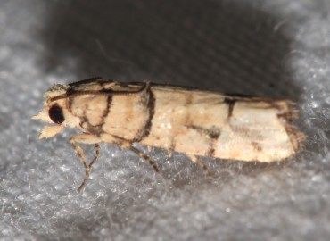Blastesthia tessulatana (Desenli Kozalak Güvesi) – Özgür Koçak, Mersin
