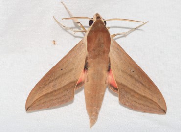 Theretra alecto (Levant Atmaca Güvesi) – Özgür Koçak, Mersin