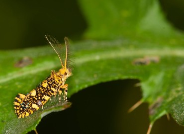 Euplocamus ophisus (Yılan Benekli Güve) – Ahmet TAŞÇI, Kırklareli