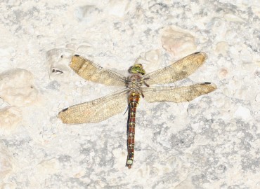 Caliaeschna microstigma (Schneider, 1845)