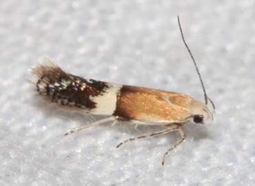 Aproaerema polychromella