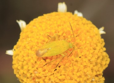 Oncotylus nigdensis Linnavuori, 1961