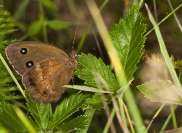 Minois dryas (Kara Hayalet) – Ahmet TAŞÇI, Kırklareli
