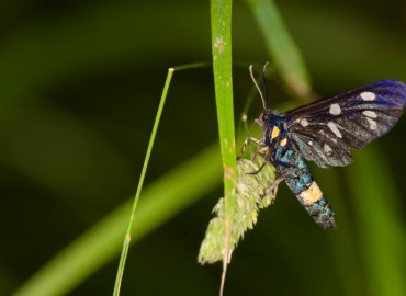 Amata phegea (Amata) – Ahmet TAŞÇI, Kırklareli