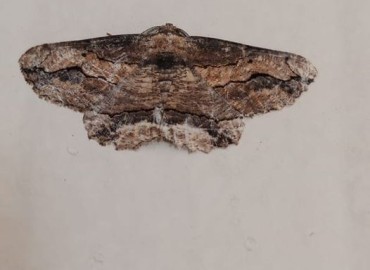 Menophra japygiaria