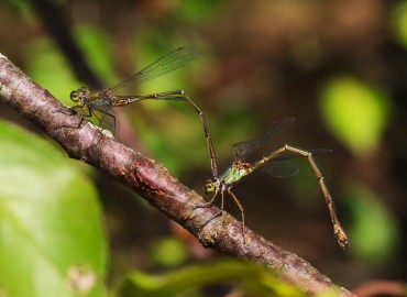 Chalcolestes parvidens (Büyük Saz Bakiresi-Eastern Willow Spreadwing) – Asrın Akıncıoğlu, Kırklareli