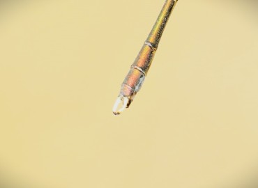 Chalcolestes parvidens (Büyük Saz Bakiresi-Eastern Willow Spreadwing) – Asrın Akıncıoğlu, Kırklareli