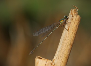 Chalcolestes parvidens (Büyük Saz Bakiresi-Eastern Willow Spreadwing) – Asrın Akıncıoğlu, Kırklareli