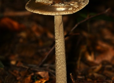 Amanita ceciliae