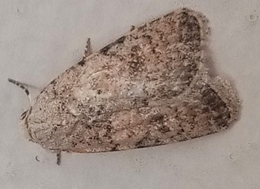 Paradrina clavipalpis