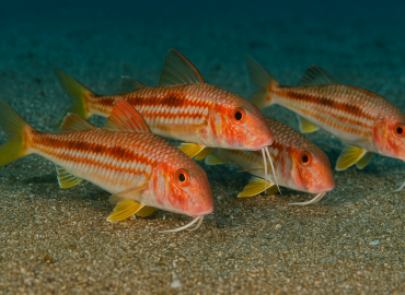 Mullidae