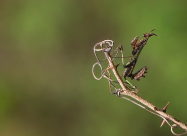 Mantoidea