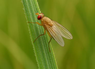 Opomyzidae