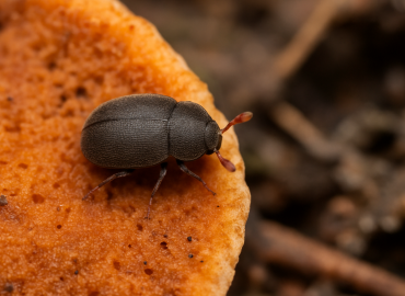Ciidae