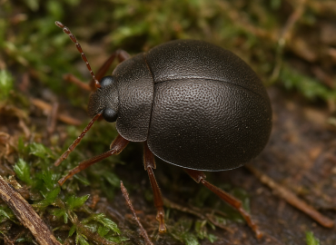 Eucinetidae