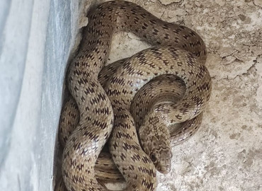 Eirenis punctatolineatus