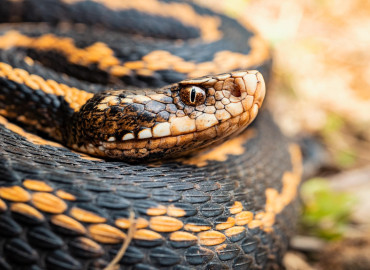Vipera kaznakovi