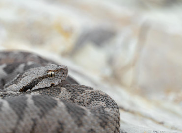 Vipera xanthina