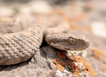 Vipera wagneri