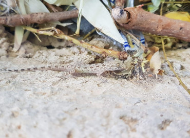 Cyrtopodion scabrum