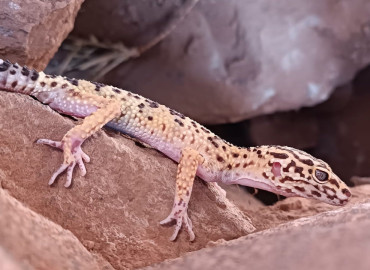 Eublepharis angramainyu