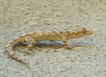Mediodactylus heterocercus