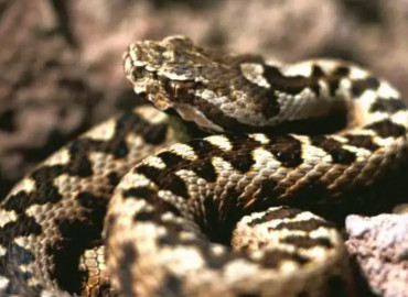 Vipera pontica