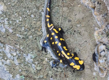 Salamandra infraimmaculata orientalis