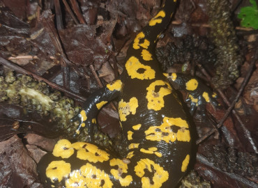Salamandra infraimmaculata semenovi