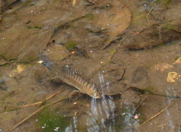 Ommatotriton vittatus