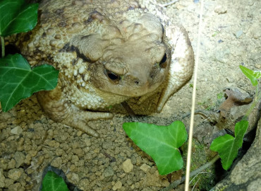 Bufo verrucosissimus Bufo verrucosissimus
