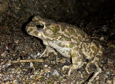 Pseudepidalea variabilis Pseudepidalea variabilis
