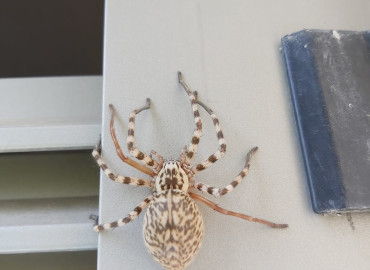 Sparassidae